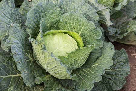 cabbage vegetable in the gardenの写真素材