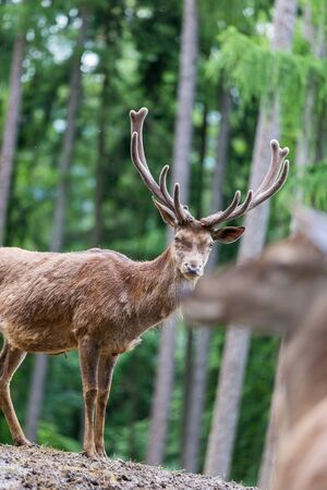 mature deer in the forestの写真素材