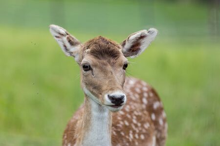 young deer in the forestの写真素材