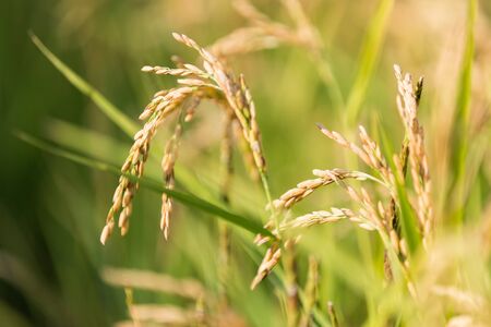 golden rice detail in the meadow