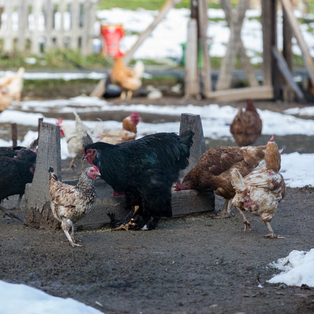 chicken farming in organic farmの写真素材