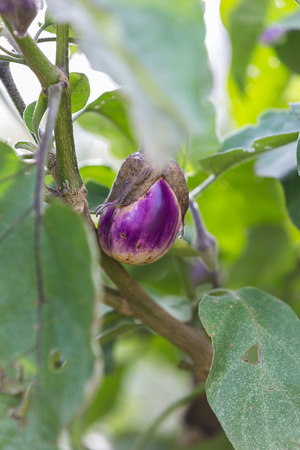 eggplant vegetable in the gardenの写真素材