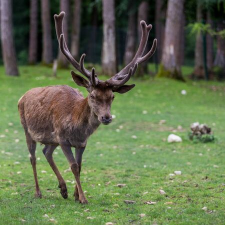 mature deer in the forestの写真素材