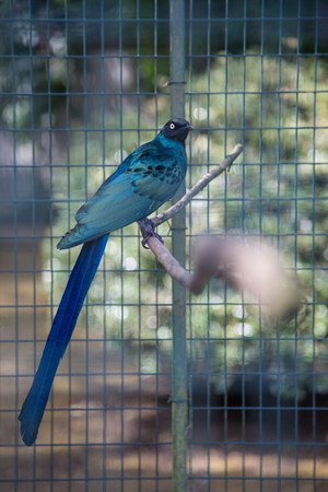 exotic bird in the cageの写真素材