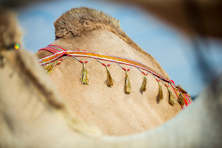 Camel hump from another angleの写真素材