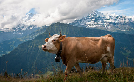 beautiful cow grazing in the mountainsの写真素材