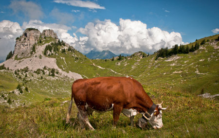 beautiful cow grazing in the mountainsの写真素材