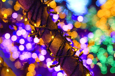 Christmas Lights on Branch