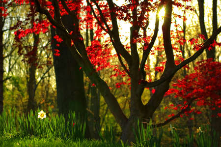 Forest at Sunsetの写真素材