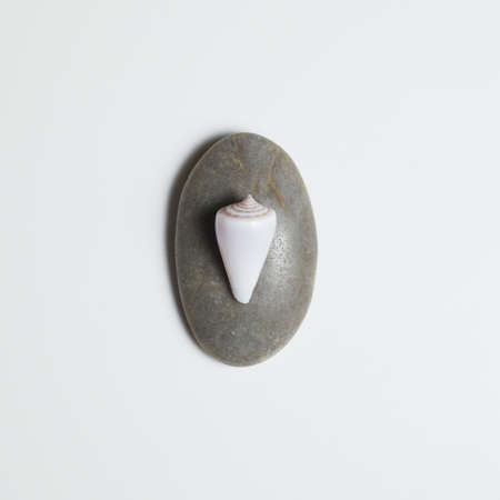 Sea shell on a rock against white background.
