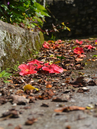 Flowers on the floorの写真素材