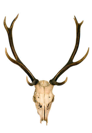 This is horns of deer very well keptの写真素材