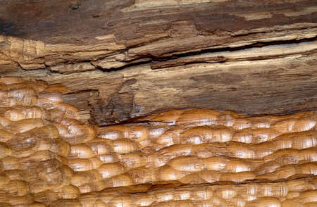 The old plank of oak is cool textureの写真素材