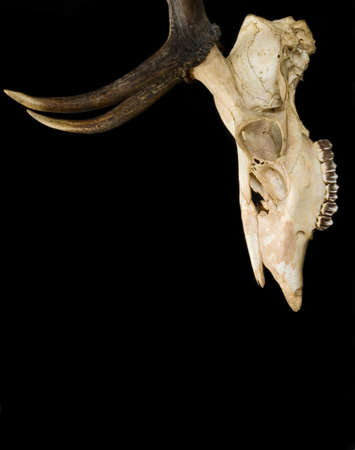 This is horns of deer very well keptの写真素材