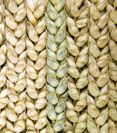 There are a lot of heads of cropsの写真素材