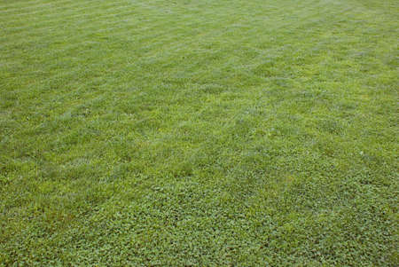 There is a nice green grass backgroundの写真素材