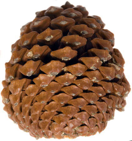 There is nice and big cone on backgroundの写真素材