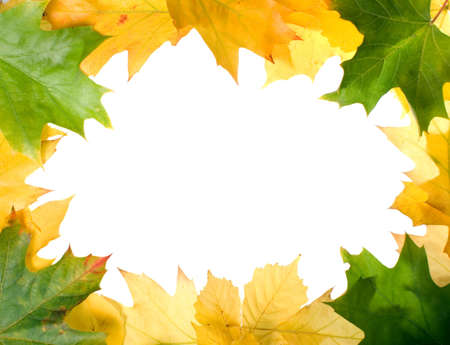There are autumn leaves for nice designes