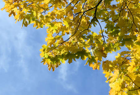 There are autumn leaves for nice designes