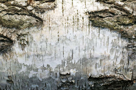 There is a texture of tree birch, black and whiteの写真素材