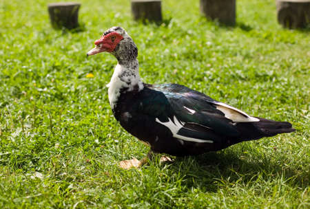 There is a duck with red eyes walking in natureの写真素材