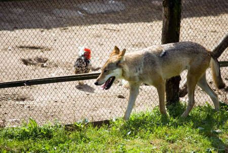Wolf is trying to find hole for catching the cock