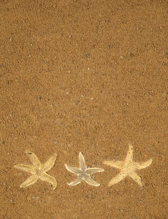 There is a starfish on brown sea sandの写真素材