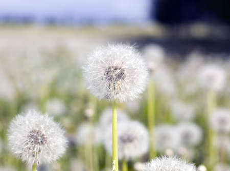 Field of dandelions, grass background, nature conceptの写真素材
