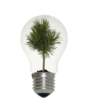 Light bulb with small tree on white backgroundの写真素材
