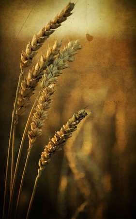 Rye ears, food concept and nature backgroundの写真素材