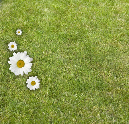 There is a frame made from flower and grassの写真素材