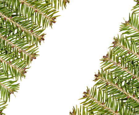 White frame made from green christmas tree, congratulation card concept