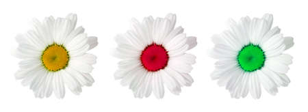 Three flowers camomiles with different color of centreの写真素材