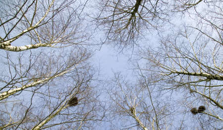 Sky is being seen through the top of treesの写真素材