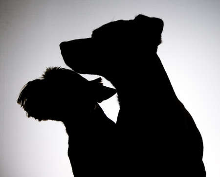 There are black shadows of posing two dogsの写真素材