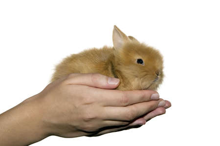Woman is holding little domestic rabbit in her handsの写真素材