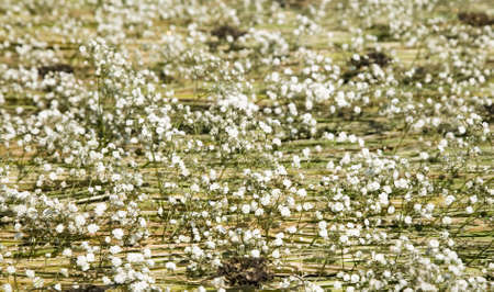 Background made from green plants and beautiful flowers