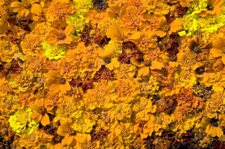 Texture of beautiful yellow and orange flowers, nature backgroundの写真素材