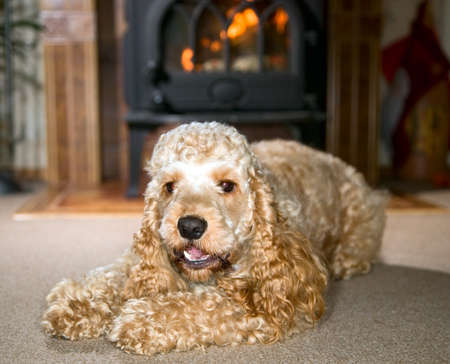 Cocker spaniel with big ears is lying and watching