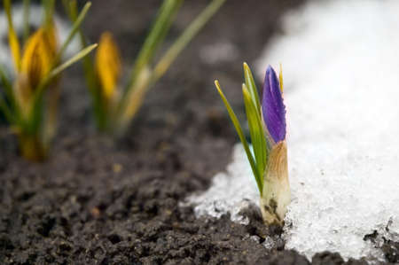 Pink flower on soil, snow around, spring conceptの写真素材
