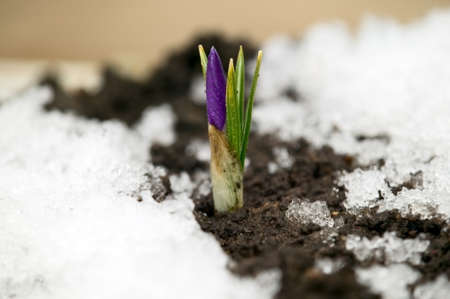 Pink flower on soil, snow around, spring concept