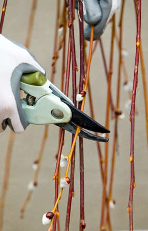 Man with gloves is cutting branches from tree, trimming