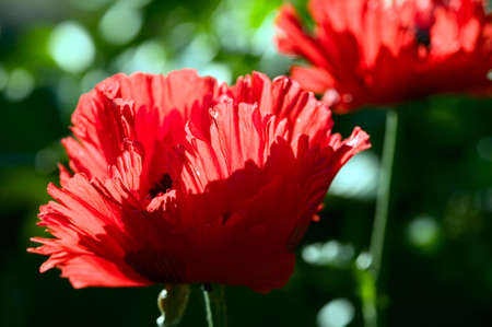 The red flower on green nature backgroundの写真素材
