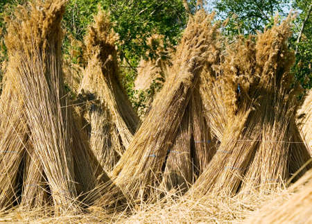 Dry straw, nature concept, background or textureの写真素材