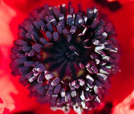 The red flower on pink nature background