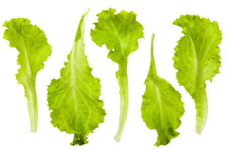 Fresh and green lettuce on white background, food concept