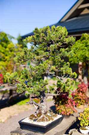 Bonsai in the pot is placed on garden of japaneseの写真素材