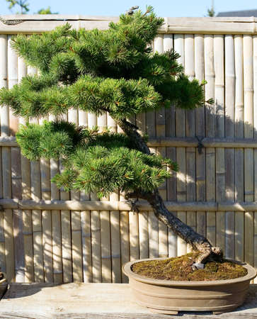 Bonsai in the pot is placed on garden of japaneseの写真素材