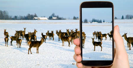 Man is taking photo of deers with smart mobile phoneの写真素材