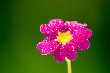 Pink flower with yellow center on green nature backgroundの写真素材